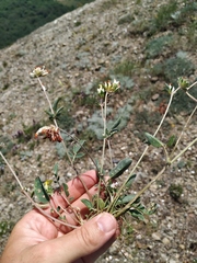 Anthyllis vulneraria boissieri
