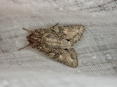 Ichneutica mutans