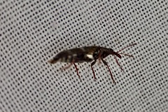 Rhicnobelus metallicus