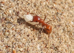 Polyergus mexicanus