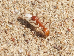 Polyergus mexicanus