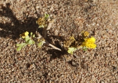 Eriophyllum multicaule