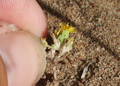 Eriophyllum multicaule