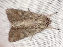 Ichneutica mutans