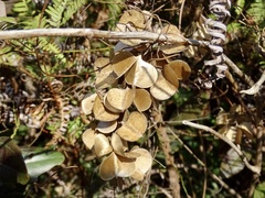Dioscorea benthamii