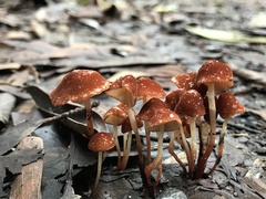 Marasmius elegans
