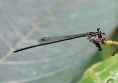 Prodasineura verticalis