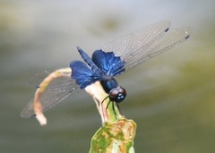 Rhyothemis triangularis