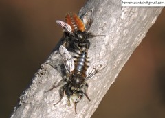 Grypoctonus