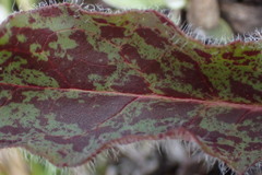 Hieracium pollichiae