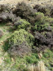 Veronica glaucophylla