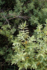 Veronica glaucophylla