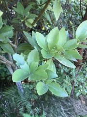 Melicytus chathamicus