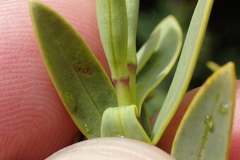 Veronica glaucophylla