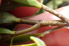 Veronica glaucophylla