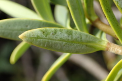 Veronica glaucophylla