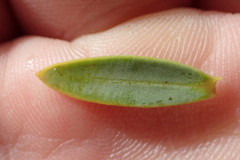 Veronica glaucophylla