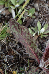 Hieracium pollichiae