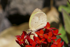 Eurema daira eugenia