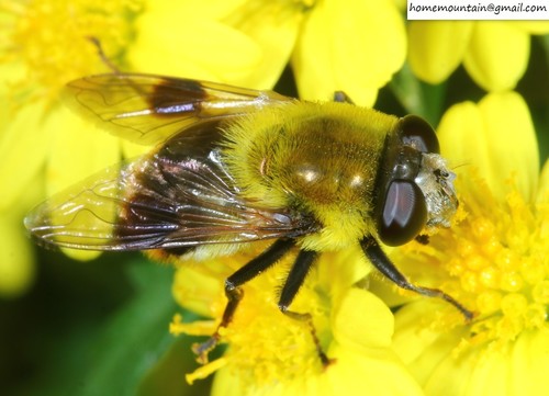 Pararctophila oberthuri · iNaturalist