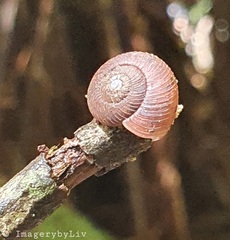 Stenacapha hamiltoni