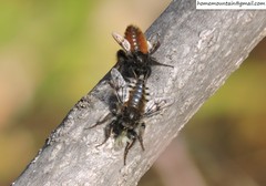 Grypoctonus