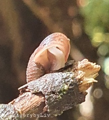 Stenacapha hamiltoni