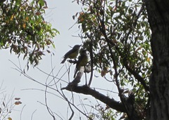 Eopsaltria griseogularis