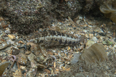 Parapercis australis