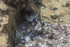Girella elevata