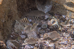 Girella elevata