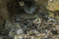 Girella elevata