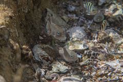Girella elevata