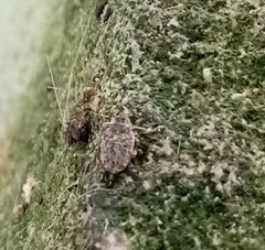 Ceutorhynchus pallidactylus