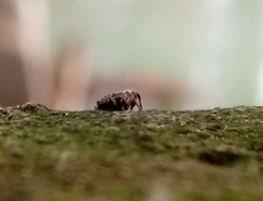 Ceutorhynchus pallidactylus