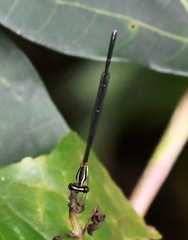 Prodasineura verticalis