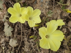 Camonea vitifolia