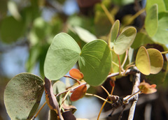 Lysiphyllum cunninghamii