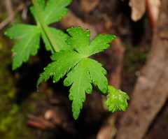 Hydrocotyle geraniifolia