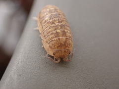 Armadillidium marmoratum