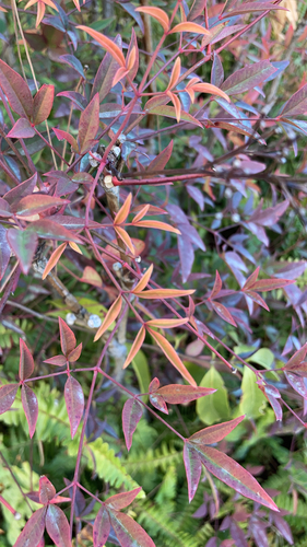 Heavenly bamboo