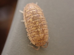 Armadillidium marmoratum