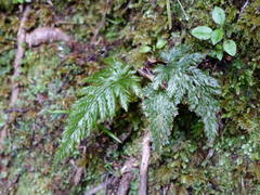 Abrodictyum elongatum