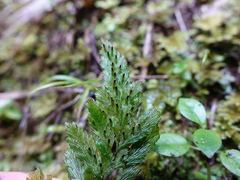 Abrodictyum elongatum