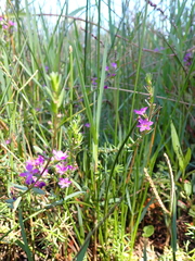 Lythrum junceum