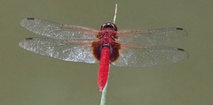 Urothemis signata insignata