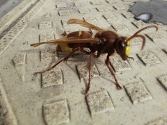 Vespa orientalis