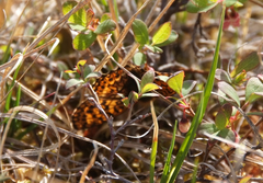 Boloria freija