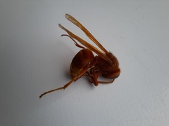 Vespa orientalis