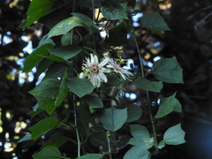 Passiflora leschenaultii